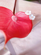 Forget-Me-Not Earrings